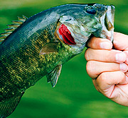 在线DDOS攻击平台